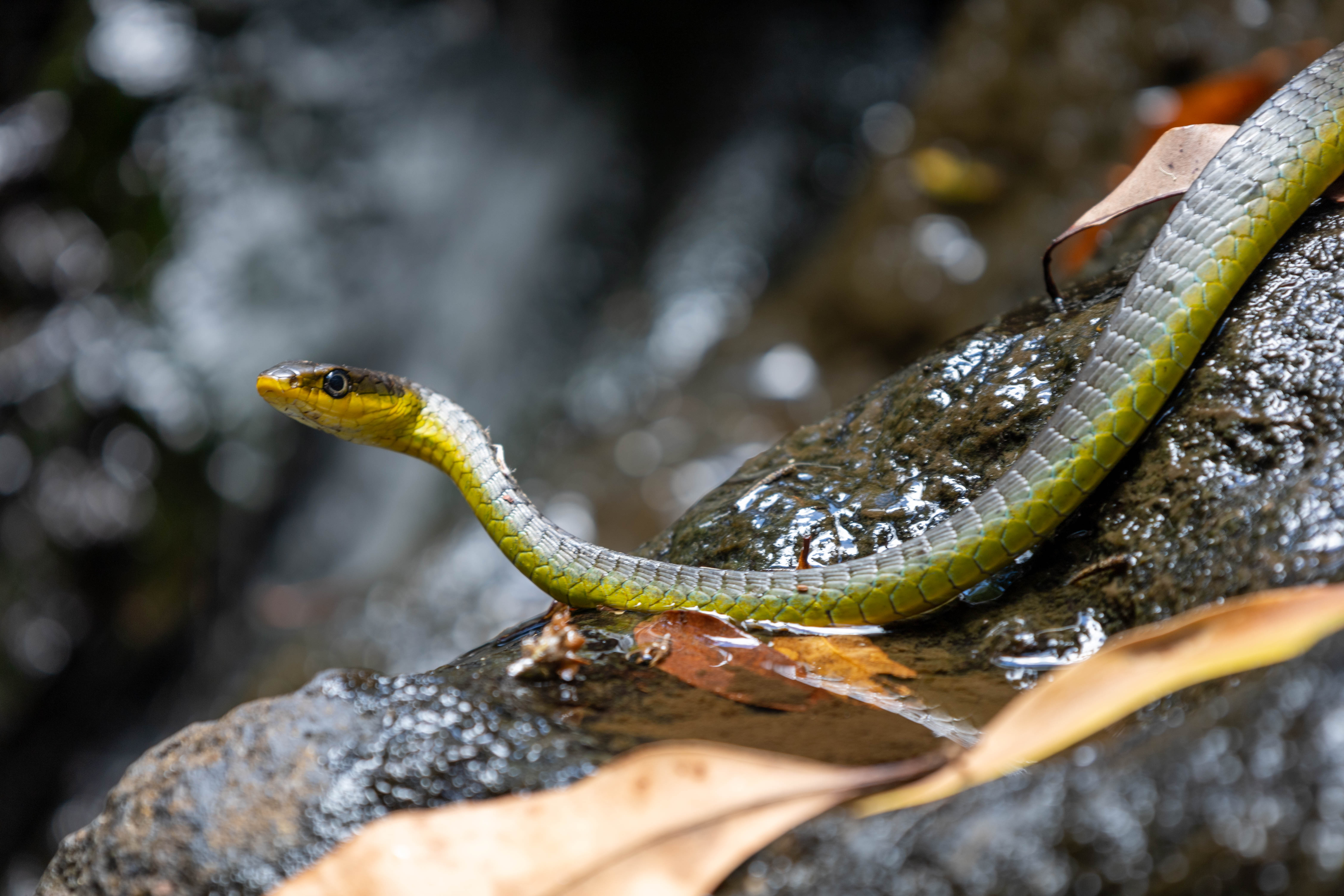 a treesnake